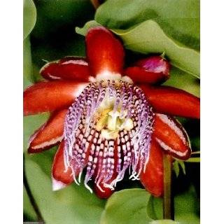 Perfumed Passion Flower 8 Seeds / Seed  Passiflora alata