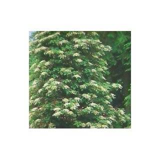  Climbing Hydrangea Two Gallon Plant Patio, Lawn & Garden