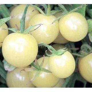  Great White Tomato 4 Plants   Best White Tomato   Sweet 