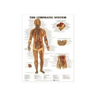  Lymphatic System Chart 20 w X 26 h: Health & Personal 
