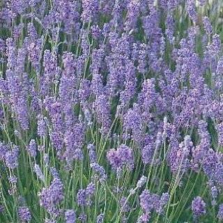   : Munstead Lavender Herb   Perennial   8 Plants: Patio, Lawn & Garden