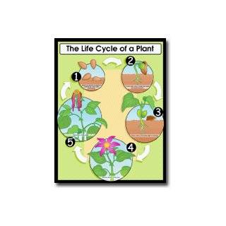  CHART LIFE CYCLE OF A PLANT K 3 Toys & Games
