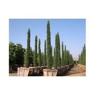  Italian Cypress Tree Five Gallon