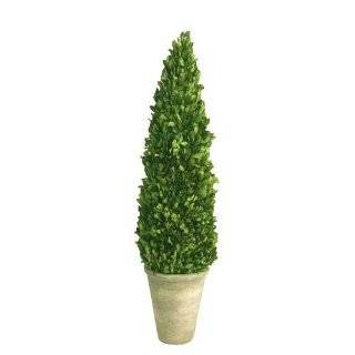  Preserved Boxwood Spiral Topiary  16